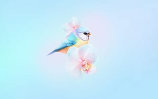 Картинка евразийская лазоревка, милая птица, гармонии, цветы орхидеи, эстетический голубой, пастельно-голубой, запас