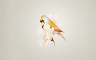 Картинка симпатичный, колибри, гармонии, белый цветок, желтая эстетика, запас