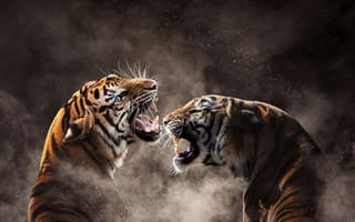 Картинка тигры, ревущий, Суматранский тигр, курить, бенгальский тигр