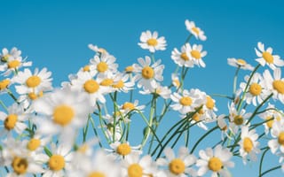 Картинка цветы ромашки, эстетический, белые цветы, чистое небо