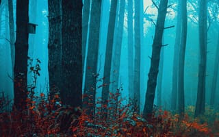 Картинка туманный лес, очаровательный, спокойствие, красные листья, мистический, красота, мир, безмятежный, осенний пейзаж