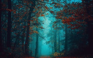 Картинка туманная ночь, осенний лес, 5 тыс., мистический, безмятежный, туманный лес, красные листья, красота, спокойствие, мир