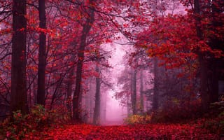 Картинка очаровательный, осенний лес, туманный лес, мир, спокойствие, безмятежный, красота, путь, мистический, красные листья, 5 тыс., 8к