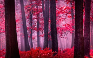 Картинка безмятежный, осенний лес, спокойствие, красота, мистический, мир, красные листья, туманный лес, очаровательный, 5 тыс.