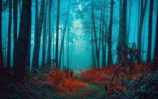 Картинка мистический, туманный лес, красота, очаровательный, осень, мир, 5 тыс., 8к, путь, безмятежный, спокойствие, красные листья