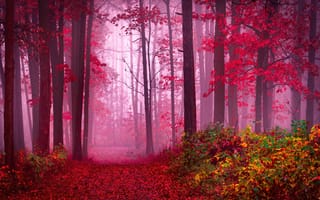 Картинка лес, путь, красота, безмятежный, 5 тыс., мистический, спокойствие, мир, туманный лес, очаровательный, осенние цвета, красные листья