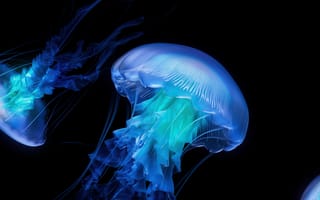 Картинка медуза, амолед, океан, черный, темная эстетика, компьютерная графика