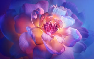 Картинка цветы пиона, эстетический, цвести, цветочный, запас, 5 тыс., телевизор сяоми, 8к, фиолетовая эстетика