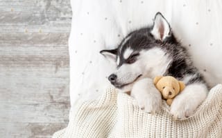 Картинка Сибирский хаски, плюшевый мишка, восхитительный, уютный, порода собак, одеяло, теплый, белая эстетика, спать, 5 тыс.