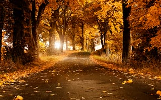 Картинка падать, пейзаж, Швеция, осенние деревья, Солнечный лучик, 5 тыс., листва, проезжая часть