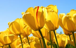 Картинка желтые тюльпаны, Windows 7, желтые цветы, тюльпановый сад, запас