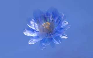 Картинка абстрактный цветок, синяя эстетика, синий, 5 тыс.