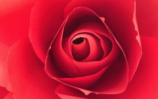 Картинка Роза, крупный план, макрос, Красная роза