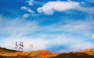 Картинка травяное поле, безмятежный, пейзаж, 5 тыс., голубое небо, облака