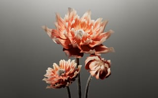 Картинка персик, цифровой цветок, ИИ искусство, 8к, 5 тыс., серый