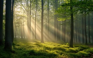 Картинка густой лес, Солнечный лучик, солнечные лучи, 5 тыс., живописный, зеленый лес