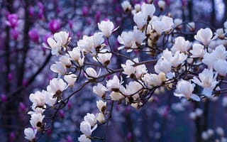 Картинка сакура, эстетический, цветы магнолии