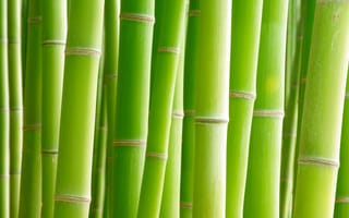 Картинка бамбук, деревья, зеленый