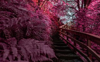 Картинка деревянная лестница, розовая эстетика, 5 тыс., открытый, весна, инфракрасный