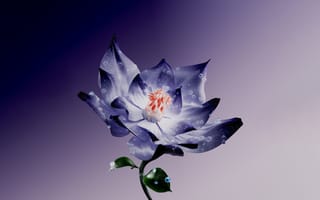 Картинка цветок лотоса, цифровое искусство, водяная лилия, цифровой цветок, 5 тыс., фиолетовый цветок, фиолетовая эстетика, фиолетовый