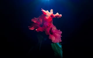 Картинка цветы гибискуса, 5 тыс., темный, красные цветы