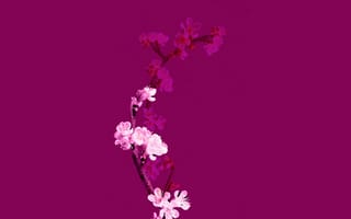 Картинка вишня в цвету, сливовый бархат, 5 тыс., 8к, минималистский, цветочный, фиолетовая эстетика