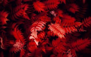 Картинка красные листья, листва, крупный план, красная эстетика