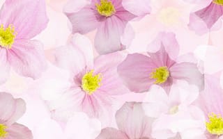 Картинка весенние цветы, цвести, 5 тыс., цветочный, шаблон, розовые цветы, цветок астры