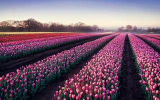 Картинка Поле тюльпанов, утренний ветерок, яркие цветы, тюльпановый сад, 5 тыс.