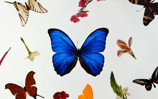 Картинка красочный, бабочки, белый