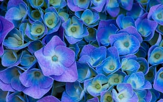 Картинка цветы гортензии, фиолетовая эстетика, 5 тыс., фиолетовые цветы