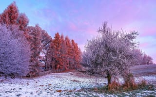 Картинка зимний лес, утро, деревья, покрытый снегом, 5к, 8к