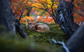 Картинка дикая природа, осенний лес, леса, Аргентина, листва, спокойствие, безмятежный, осенние листья, 5к, золотой час, мистический