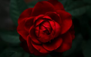 Картинка 8K, Лепестки роз, Красные розы, 5K, Крупный план