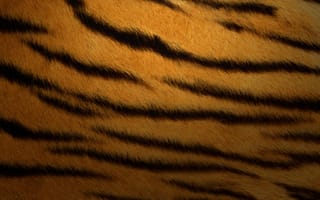 Картинка Текстура, OS X Тигр, Mac OS X, 5K, Сток