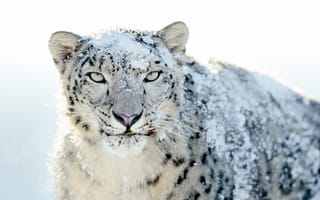 Картинка OS X Снежный Леопард, Сток, Mac OS X, Снежный леопард, 5K