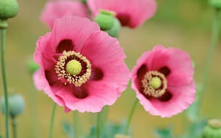 Картинка OS X Лев, Мак, 5K, Сток, Мак ОС X, Мак цветы