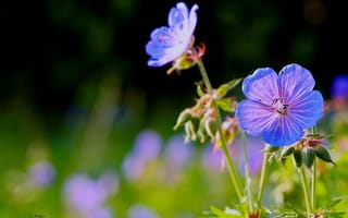 Картинка полевые цветы, тонкие веточки, голубые создания