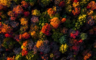 Картинка Осенняя листва, Аэросъемка, Осенние цвета, Осенний лес, Яркий, 5K