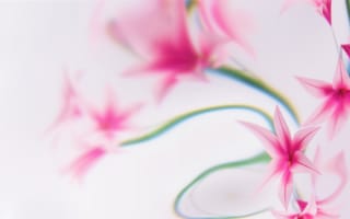 Картинка Розовые цветы, Мечты, Мягкий фокус, Белый, Дизайн Microsoft, Флоральные дизайны
