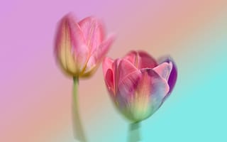 Картинка Розовые тюльпаны, Градиент, Пастельные цвета, 8K, Эфирный, Мягкий фокус, 5K, Макро