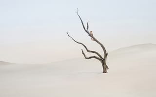 Картинка Одинокое дерево, Минимализм, Сток, Пейзаж, Сюрреализм, Xiaomi HyperOS 3.1
