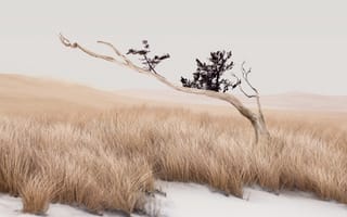 Картинка Тихий, Пейзаж, Сток, Трава, Одинокое дерево, Эстетика, Xiaomi HyperOS 3.1, Минимализм, Спокойный, AI