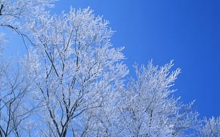 Картинка зима, изморозь, небо, ветки, голубое, деревья
