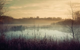 Картинка озеро, туман, Осень, растения