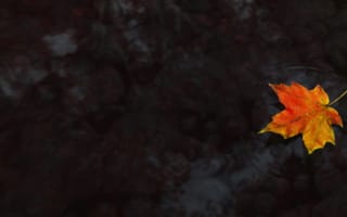 Картинка осень, Клён, вода, кленовый лист