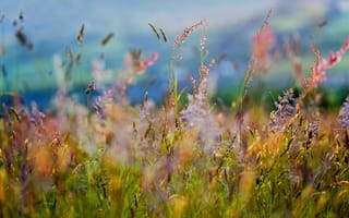 Картинка поле, Трава, цветы