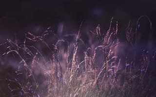 Картинка природа, растения, Макро, цвет, трава, фиолетовый