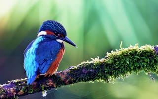 Обои kingfisher, alcedo atthis, Птица, обыкновенный зимородок