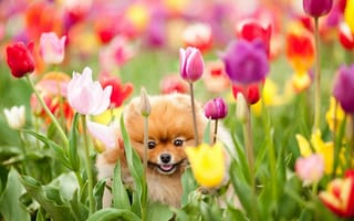 Картинка собака, поле, цветы